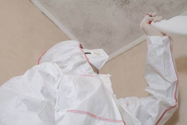 Professional Mold Prevention & Removal  in Evanston, WY